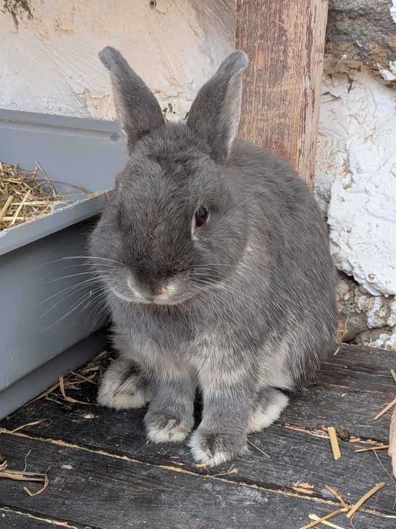 Un mundo donde los conejitos encuentran la felicidad